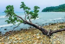 why embedtree matters now
